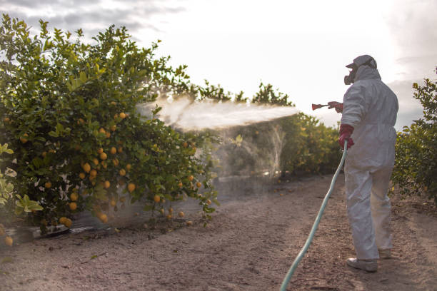 Best Insect Control  in Combee Settlement, FL