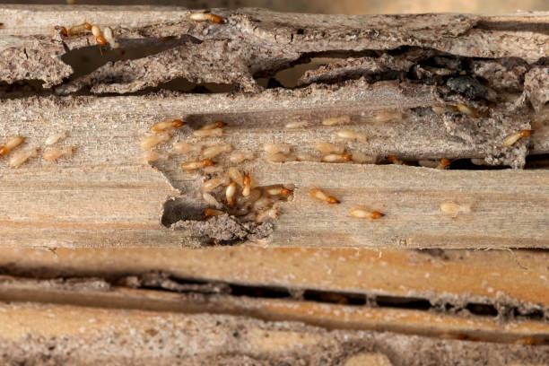 Flea Control Services in Combee Settlement, FL