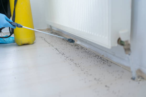 Best Rat Extermination Near Me  in Combee Settlement, FL