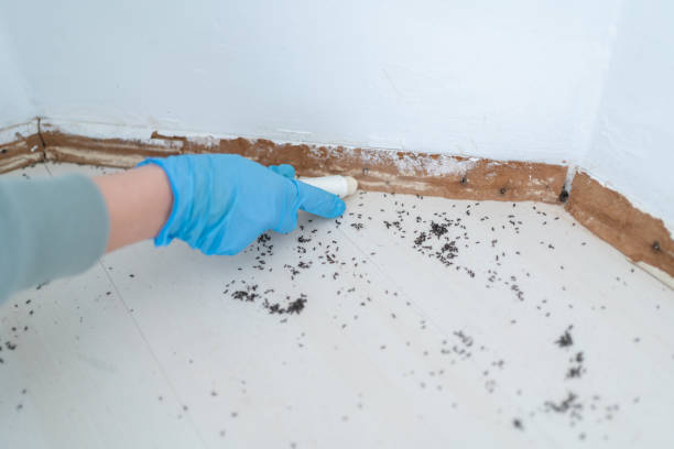 Best Flea Control Services  in Combee Settlement, FL